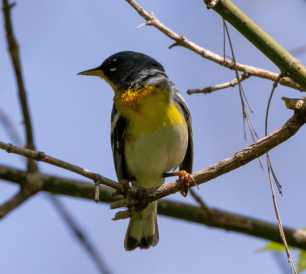 Northern Parula - ML633885285