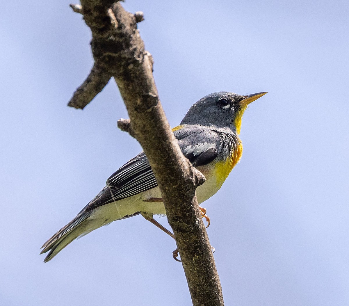Northern Parula - ML633885286