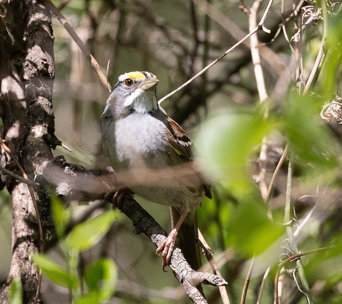 White-throated Sparrow - ML633885296