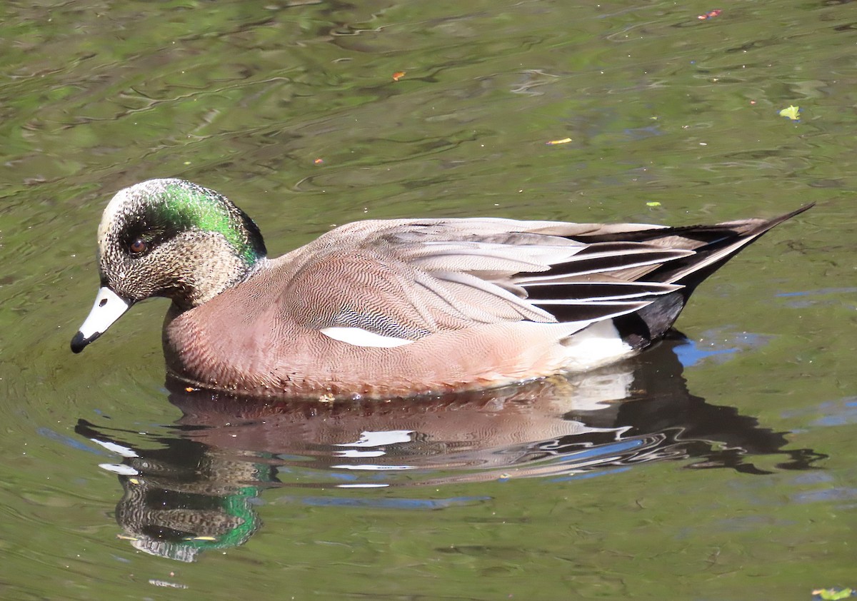American Wigeon - ML633885302