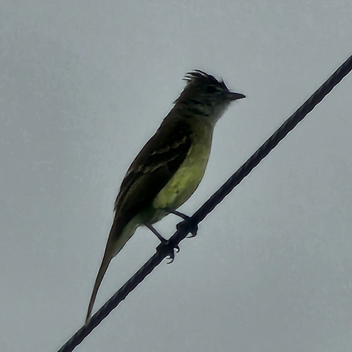 Yellow-bellied Elaenia - ML633885359