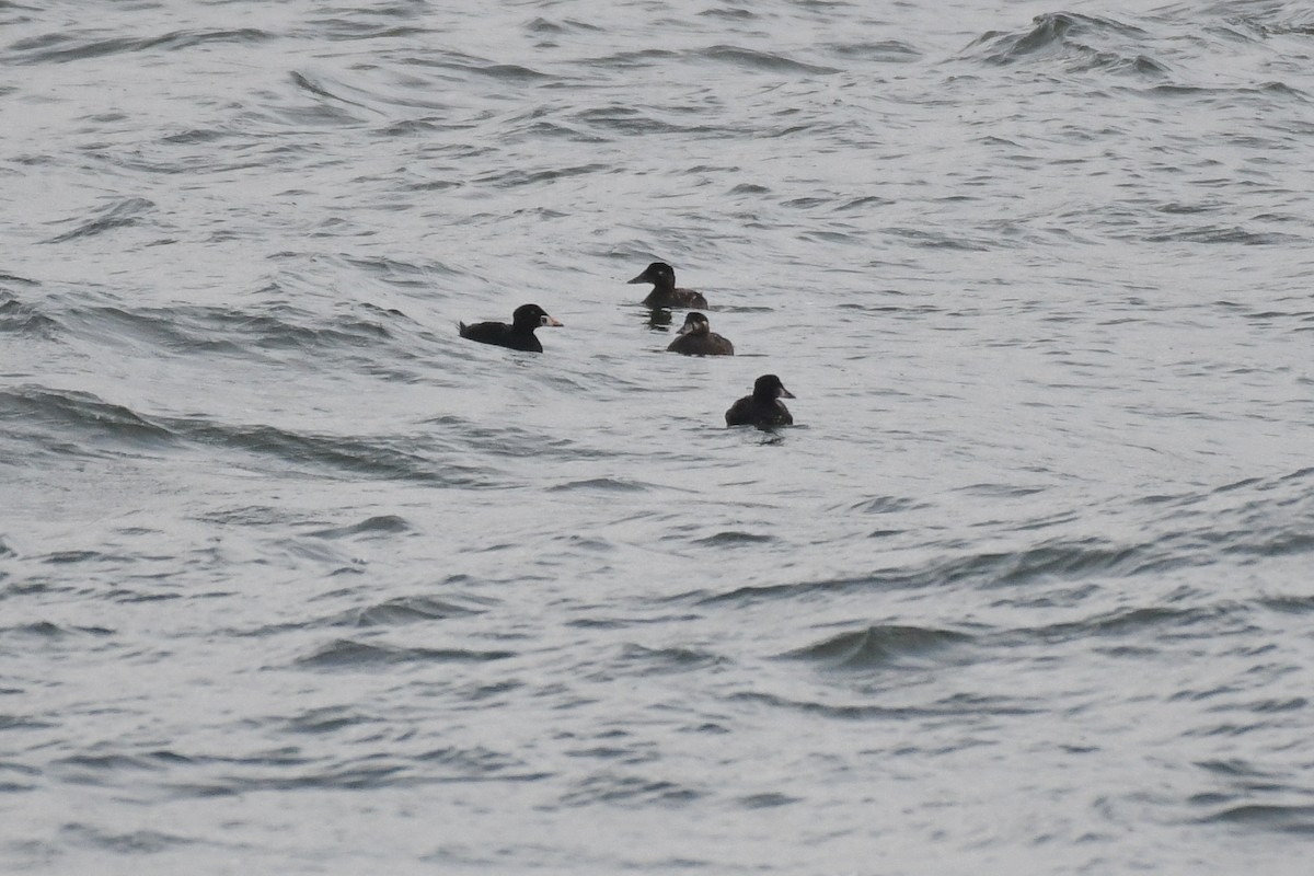 Surf Scoter - ML633885420