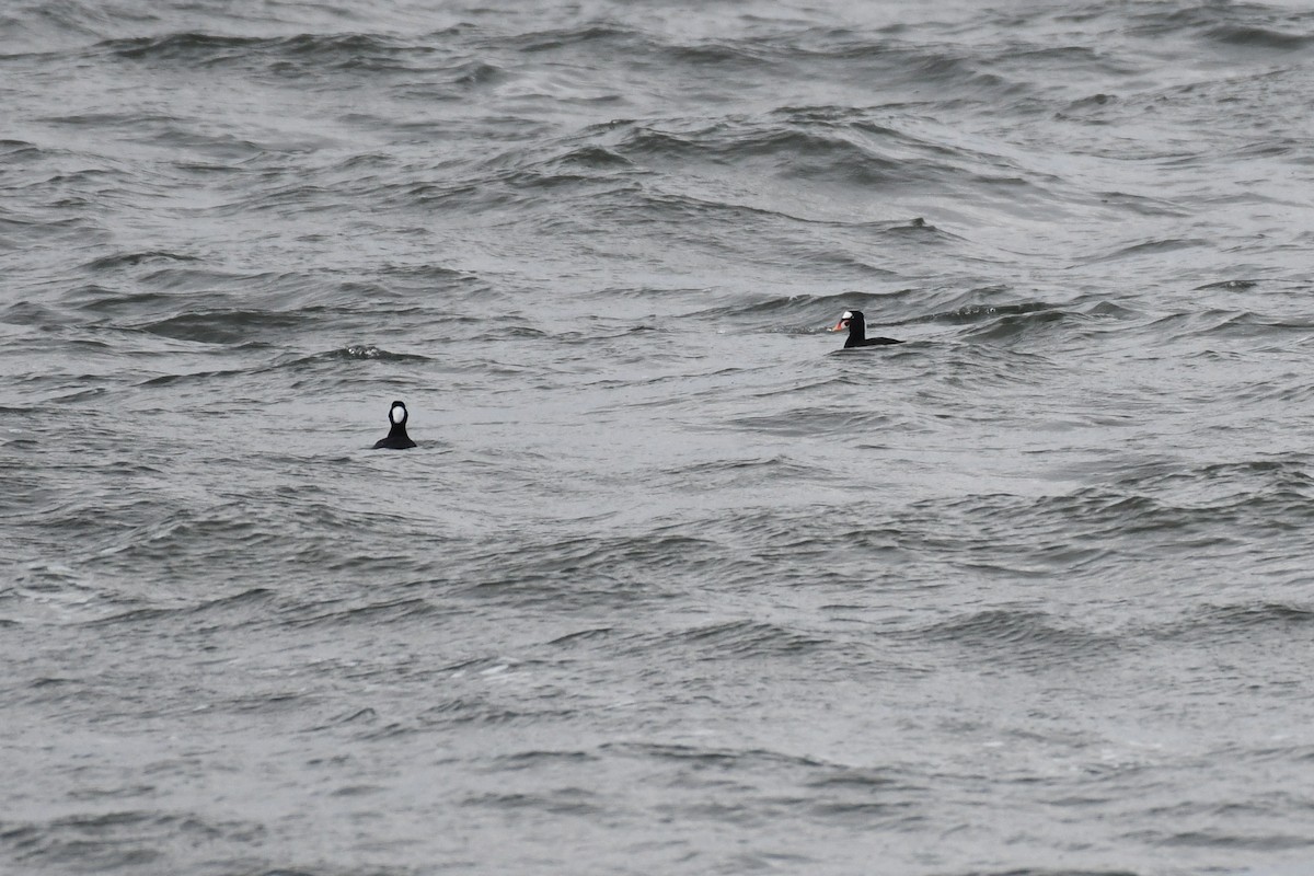 Surf Scoter - ML633885446