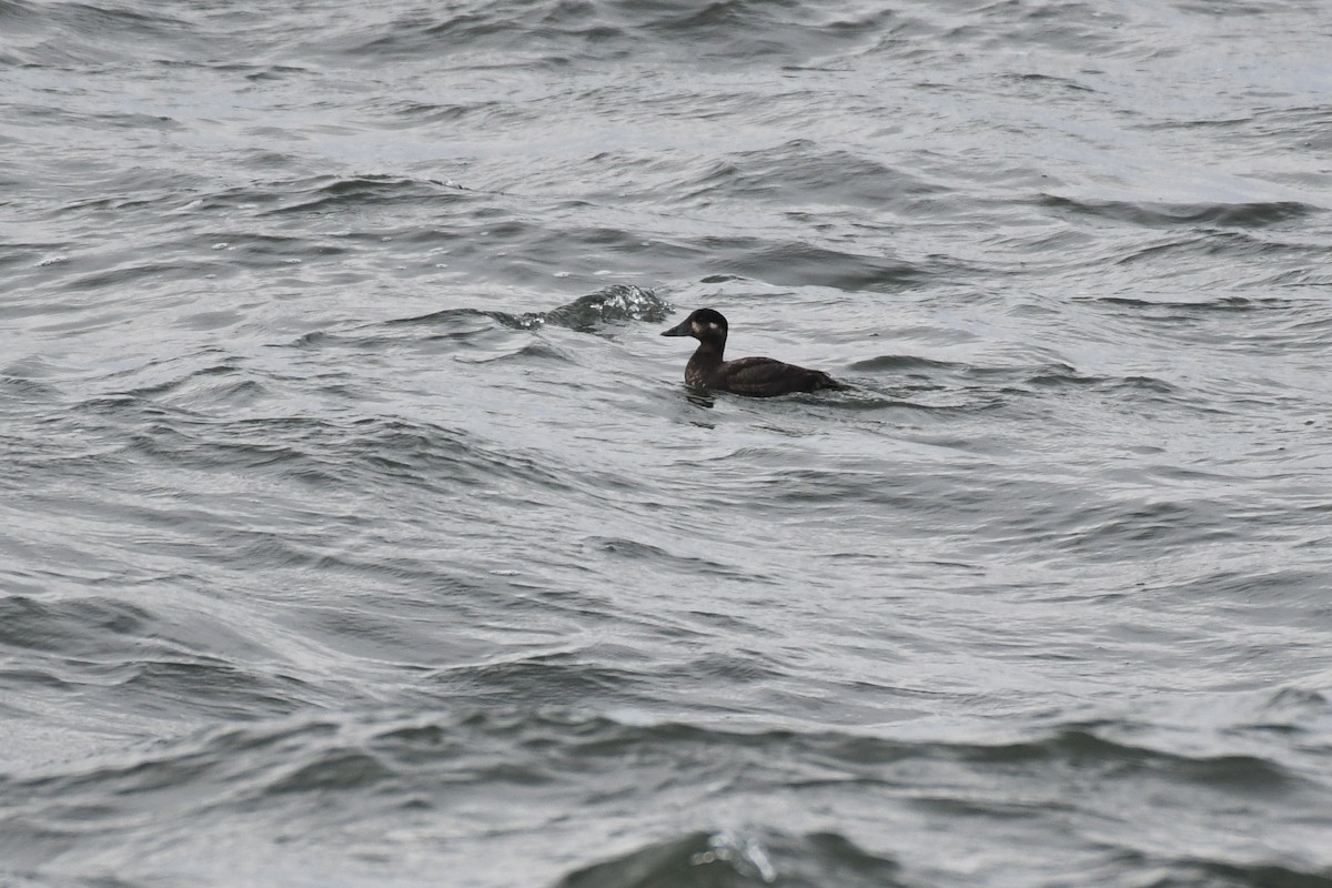 Surf Scoter - ML633885471