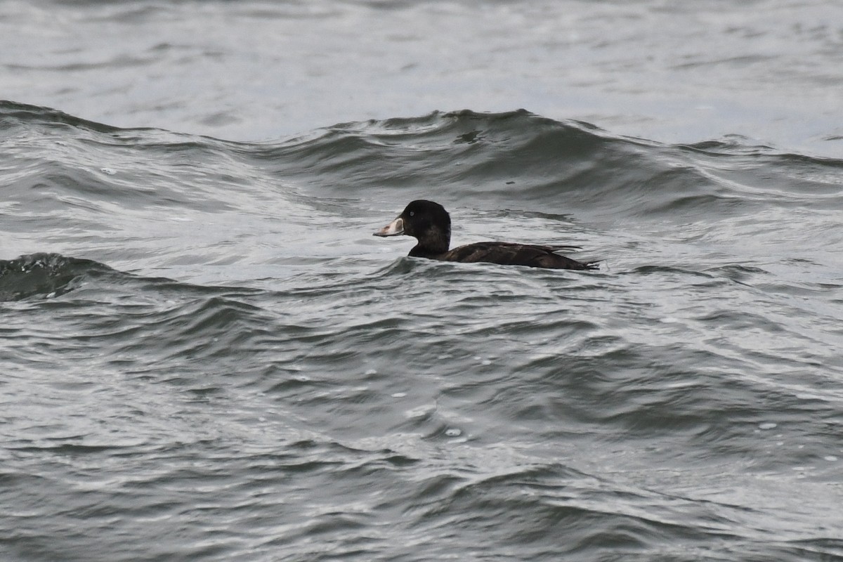 Surf Scoter - ML633885476