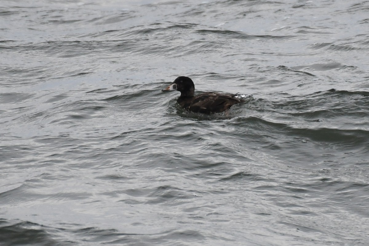 Surf Scoter - ML633885480