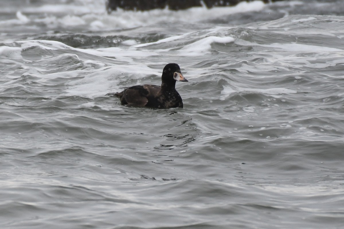 Surf Scoter - ML633885501