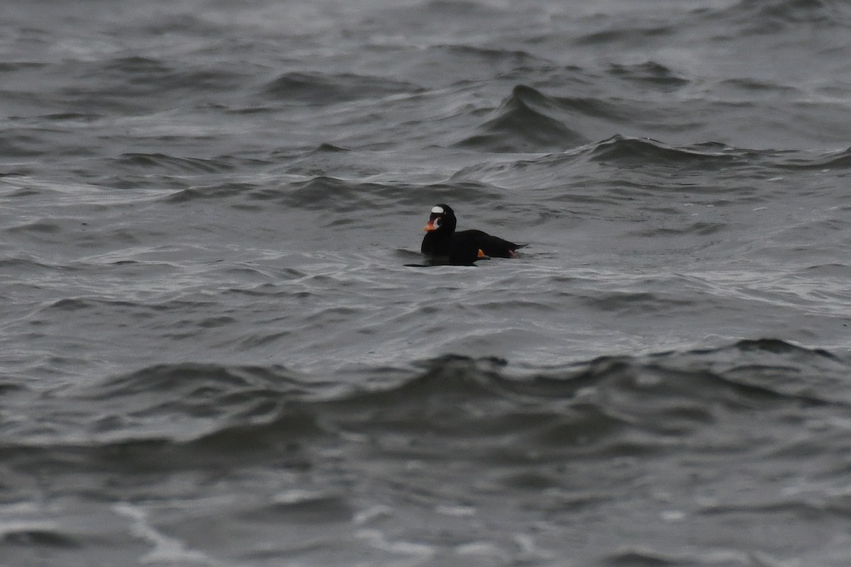 Surf Scoter - ML633885518