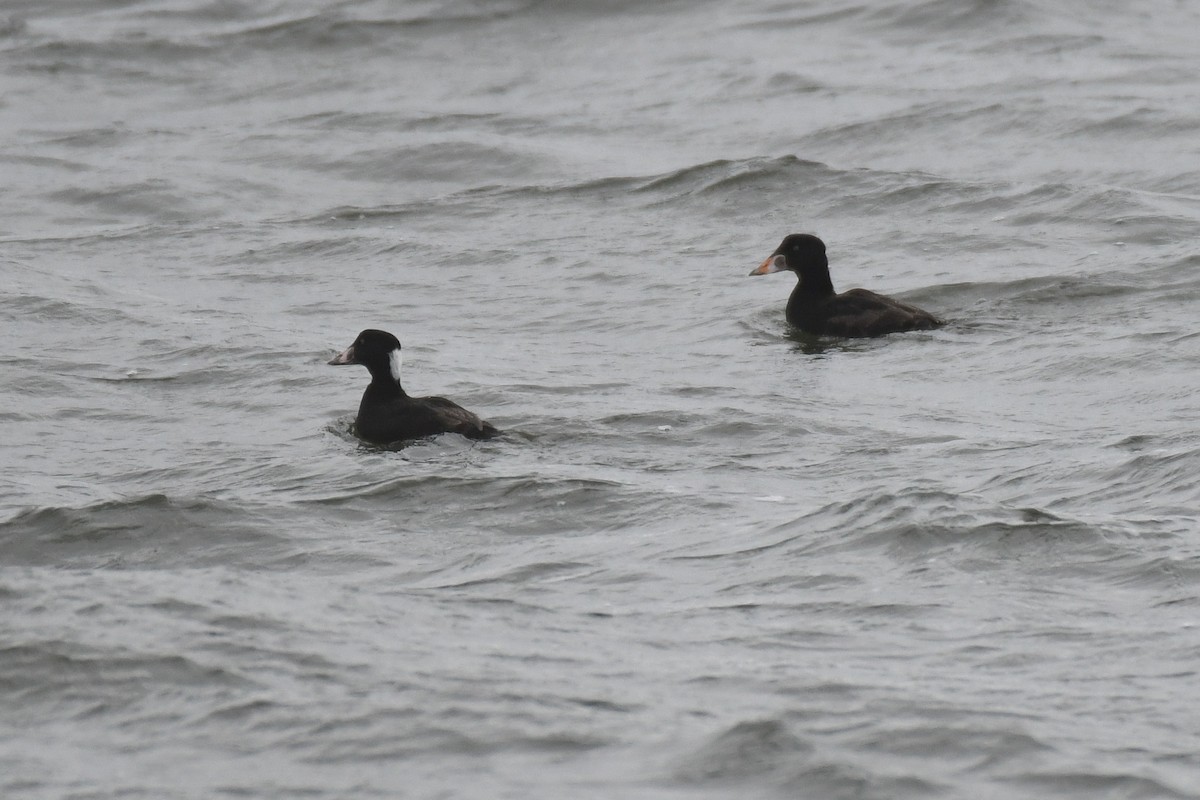 Surf Scoter - ML633885561
