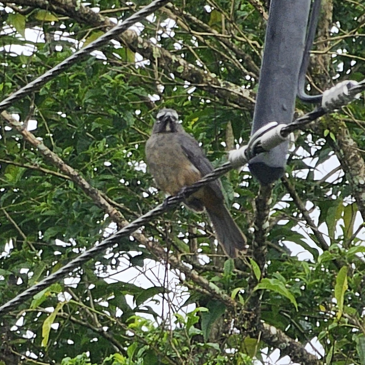 Cinnamon-bellied Saltator - ML633885587