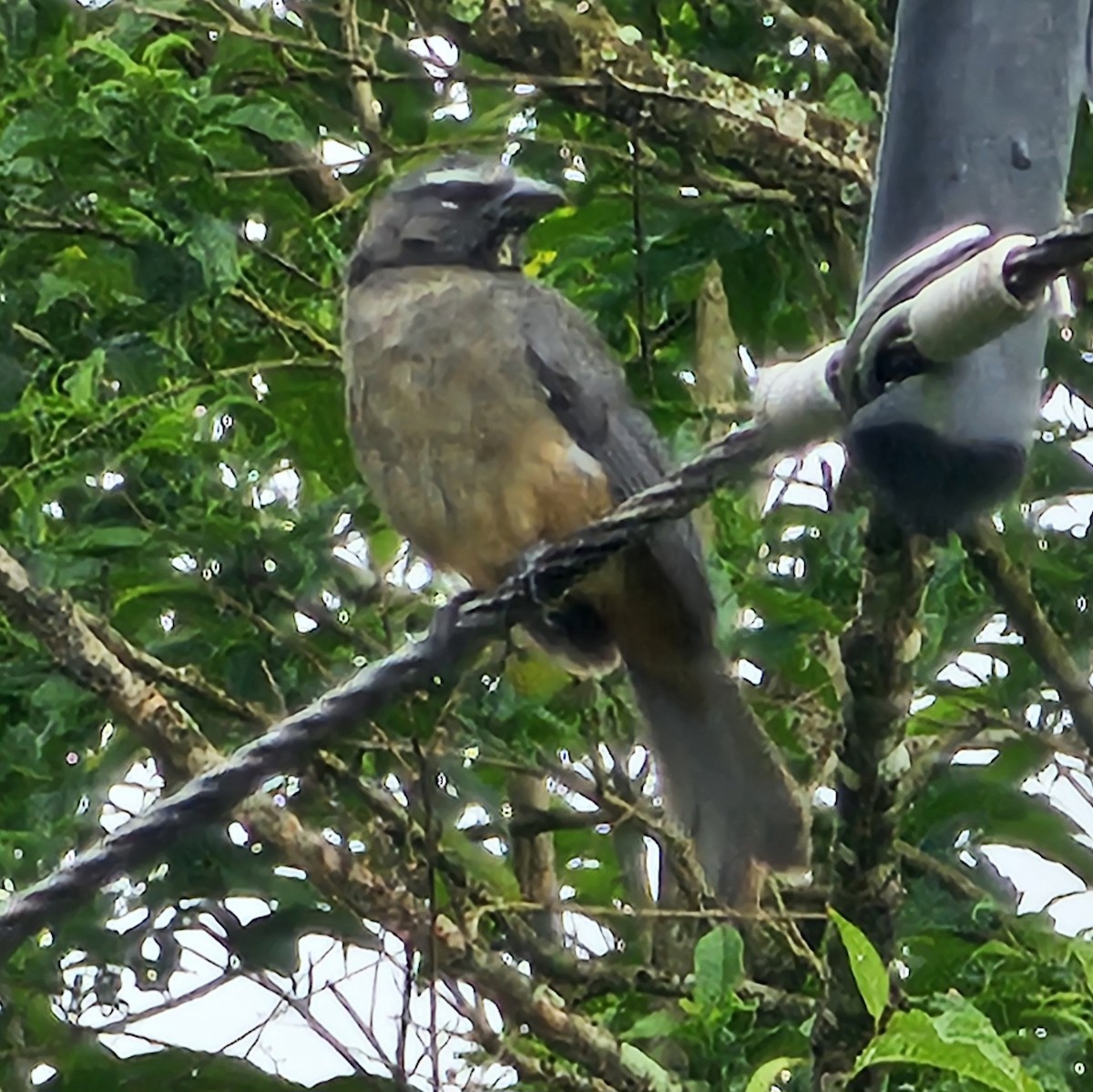 Cinnamon-bellied Saltator - ML633885588