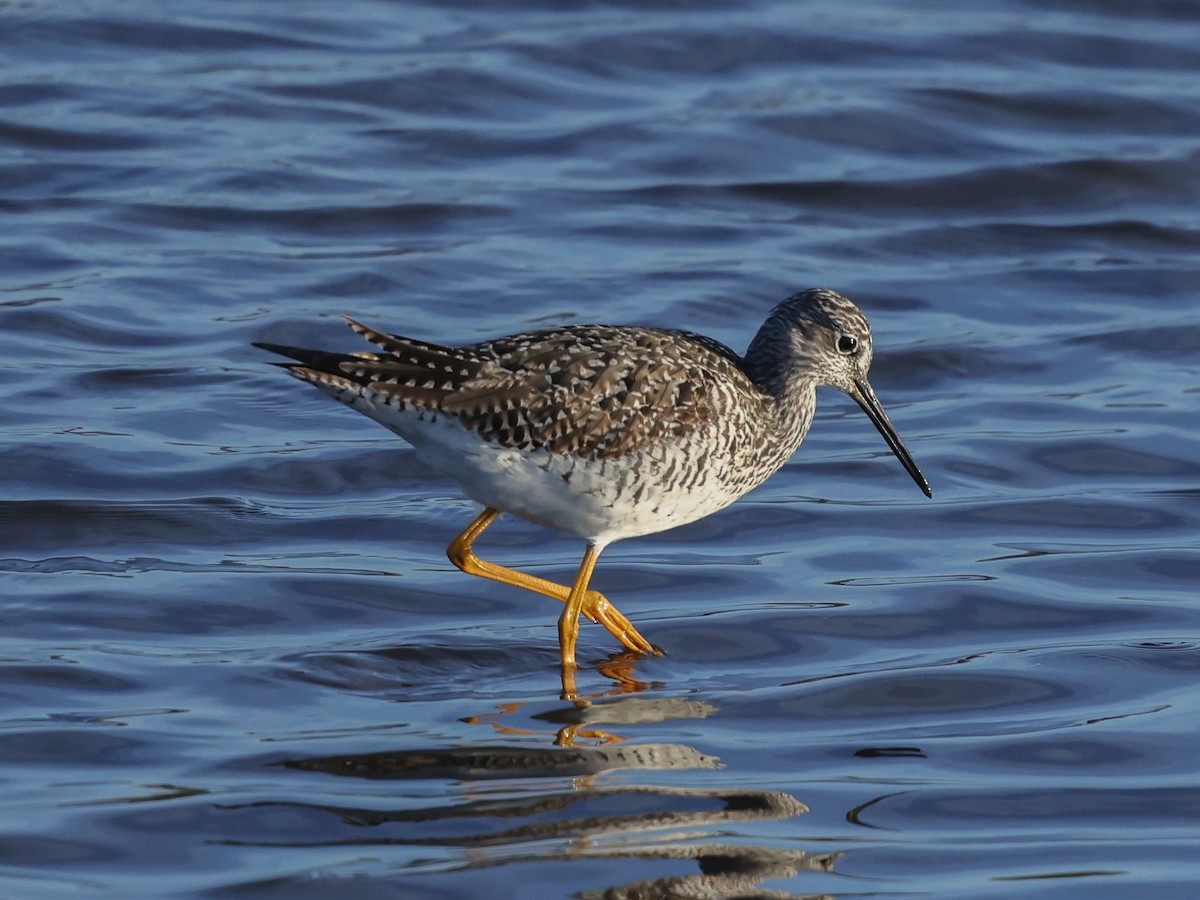 plystresnipe - ML633885658