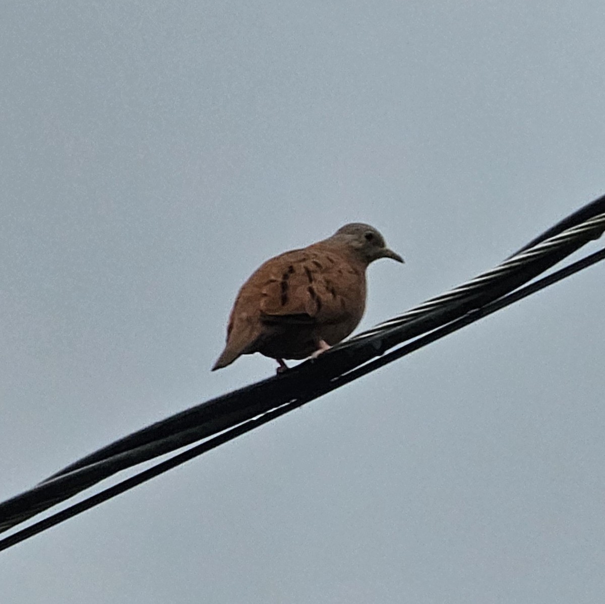 Ruddy Ground Dove - ML633885672