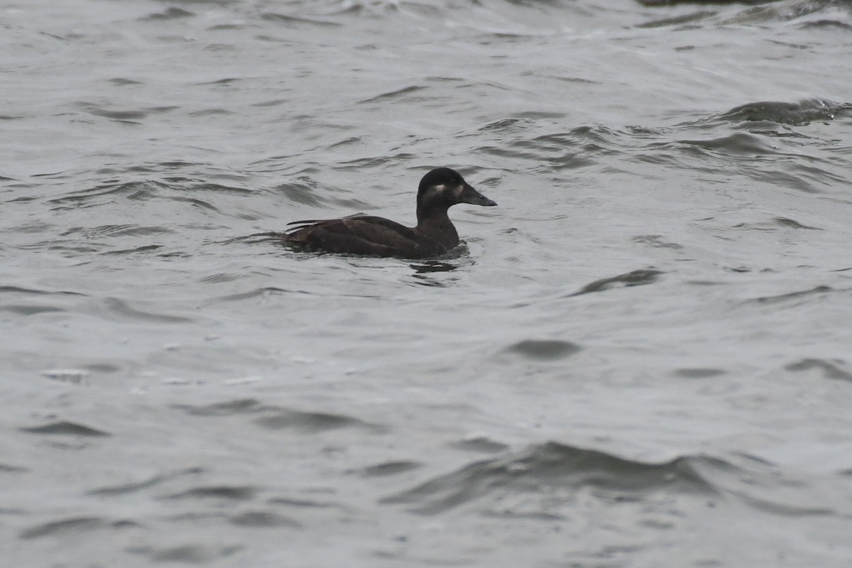 Surf Scoter - ML633885700