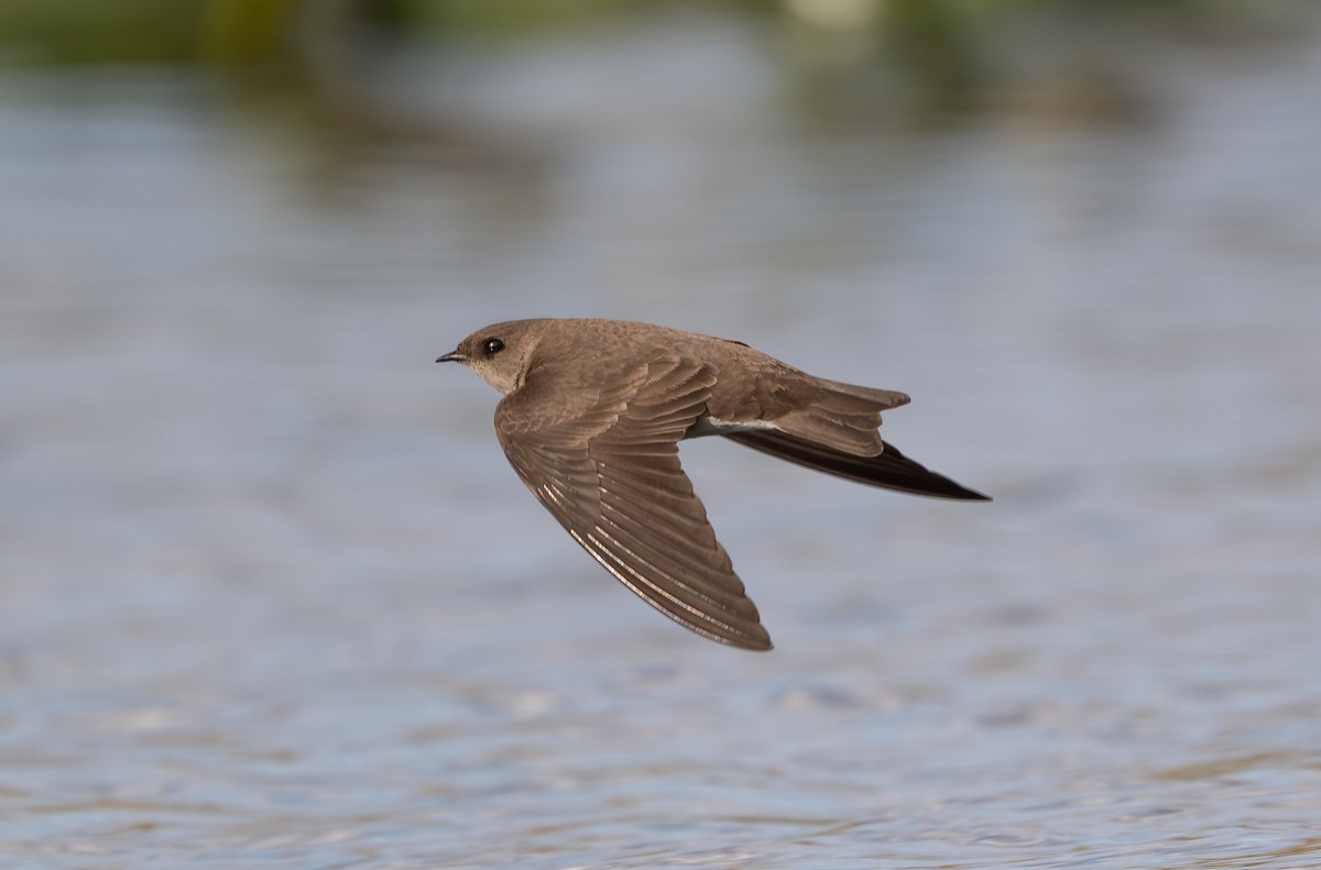 Northern Rough-winged Swallow - ML633885805