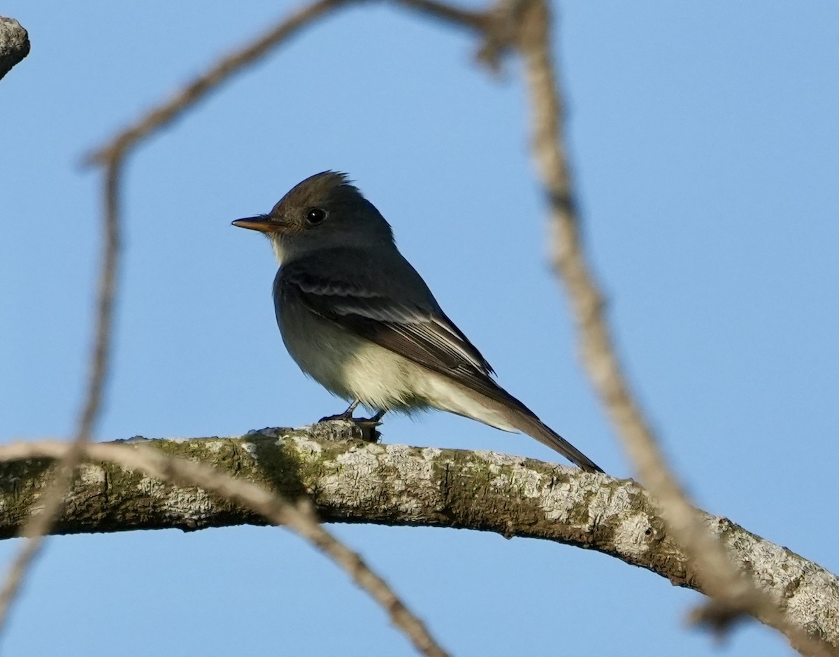 Eastern Wood-Pewee - ML633885822