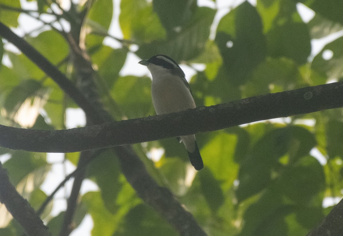 White-browed Shrike-Babbler - ML633885839