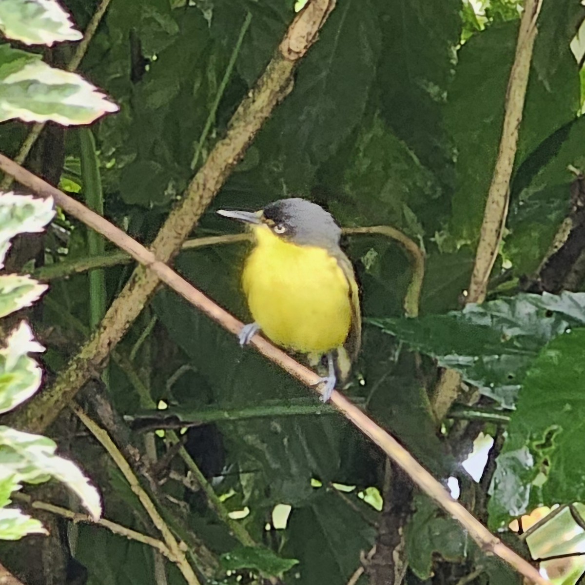Common Tody-Flycatcher - ML633885929
