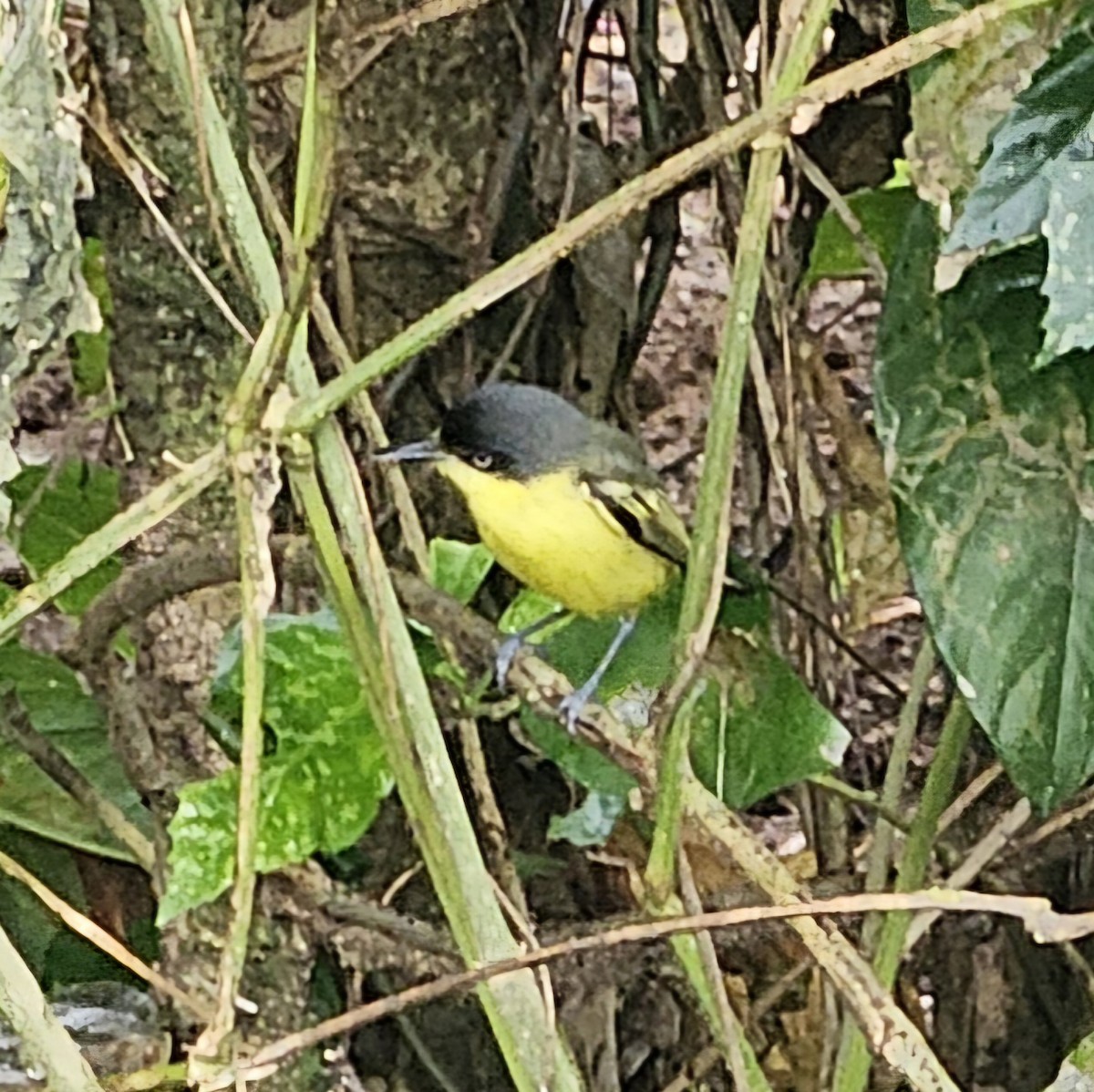 Common Tody-Flycatcher - ML633885930