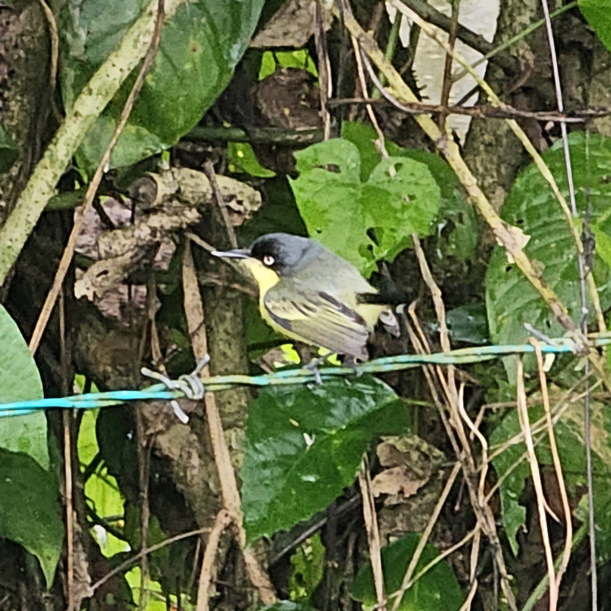 Common Tody-Flycatcher - ML633885931