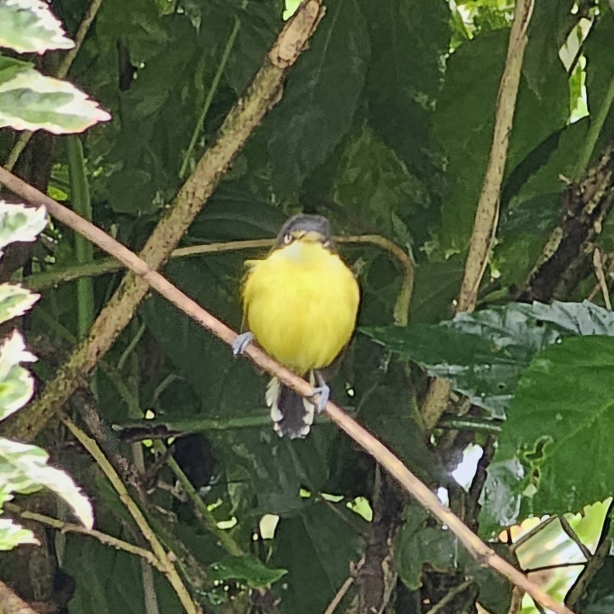 Common Tody-Flycatcher - ML633885932