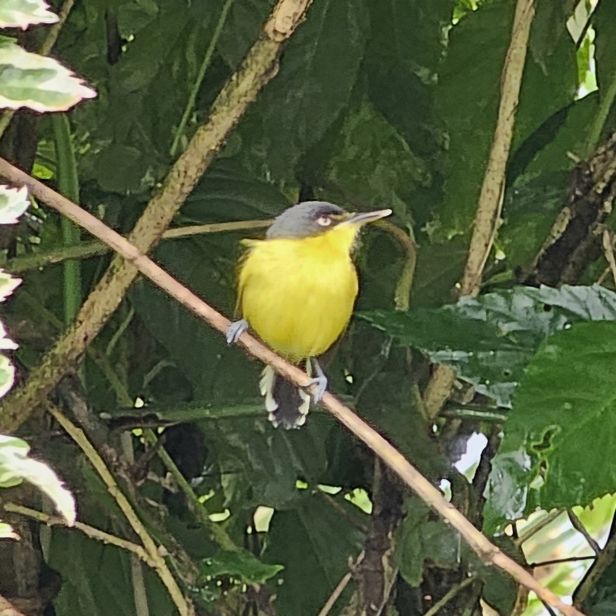 Common Tody-Flycatcher - ML633885933