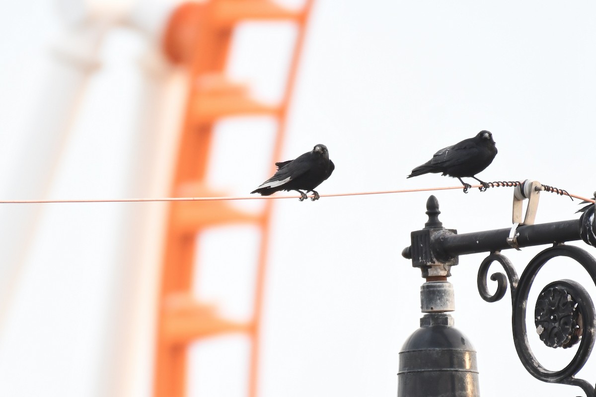 Fish Crow - ML633886050