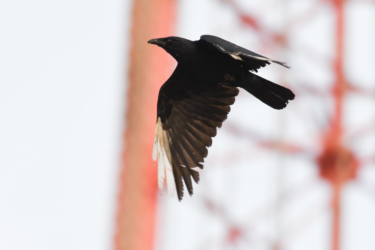 Fish Crow - ML633886063