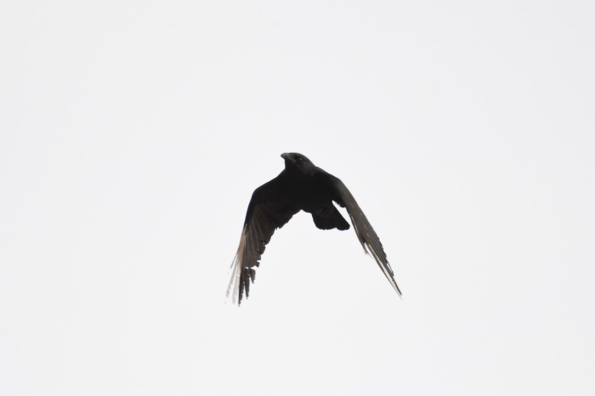 Fish Crow - ML633886066