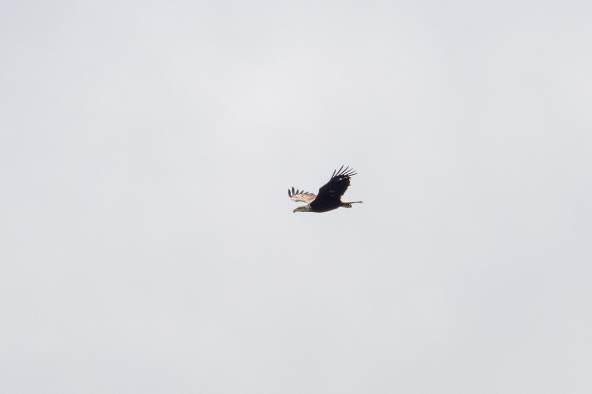 Bald Eagle - ML633886067