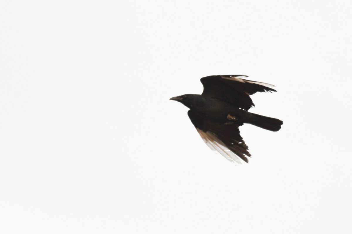 Fish Crow - ML633886068