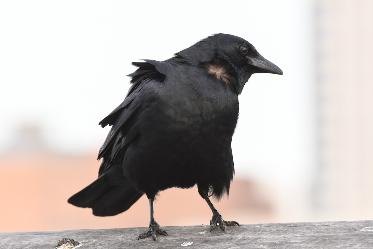 Fish Crow - ML633886081