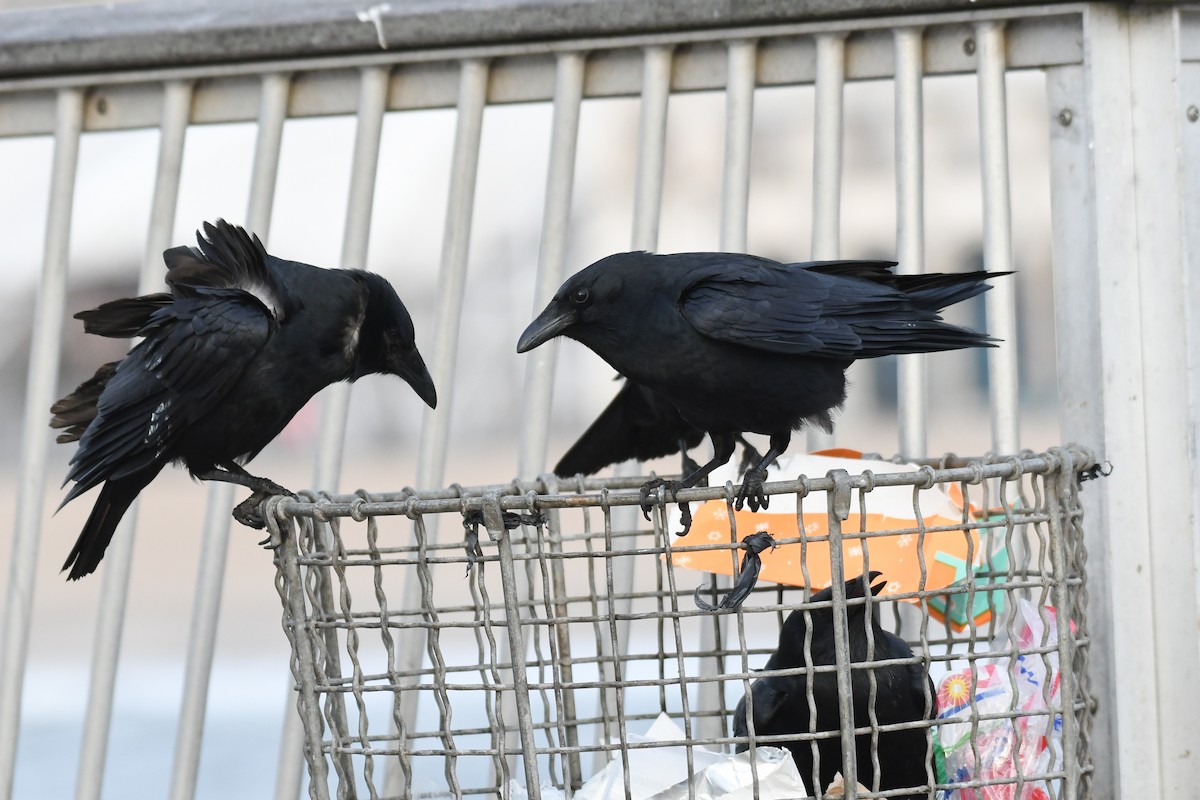 Fish Crow - ML633886083