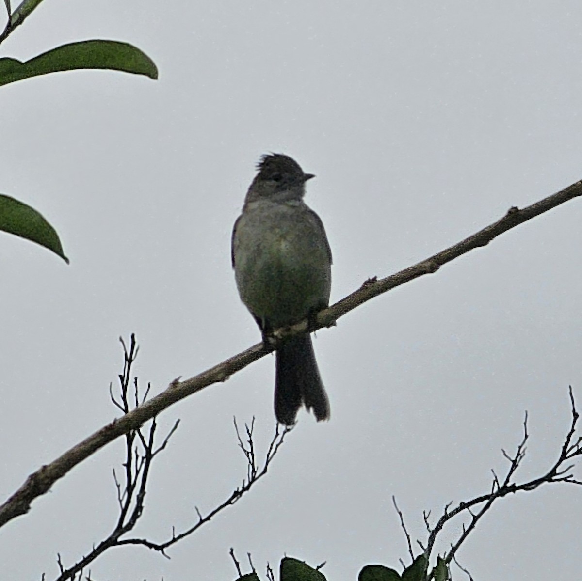 Yellow-bellied Elaenia - ML633886088