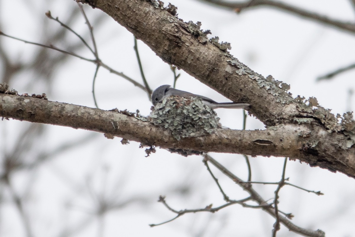 Blue-gray Gnatcatcher - ML633886101