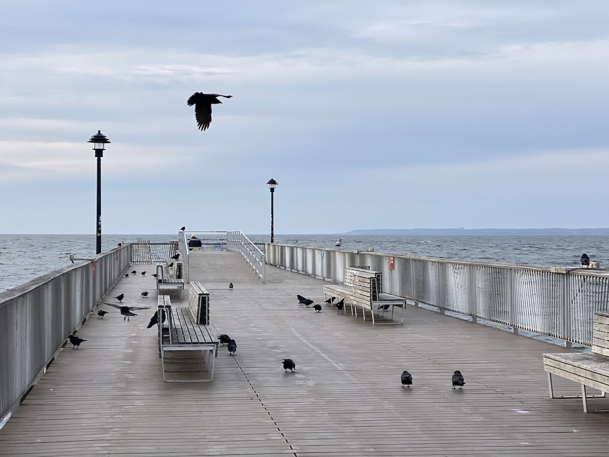 Fish Crow - ML633886105
