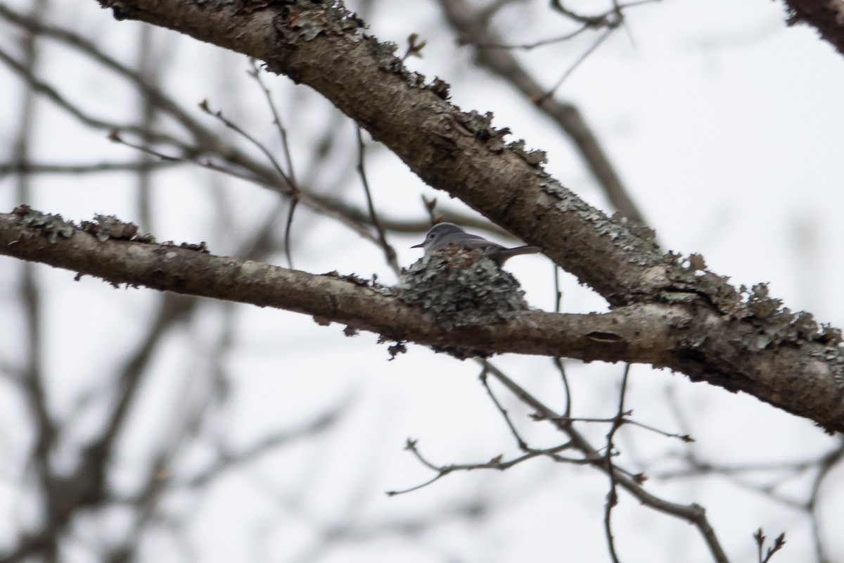 Blue-gray Gnatcatcher - ML633886116