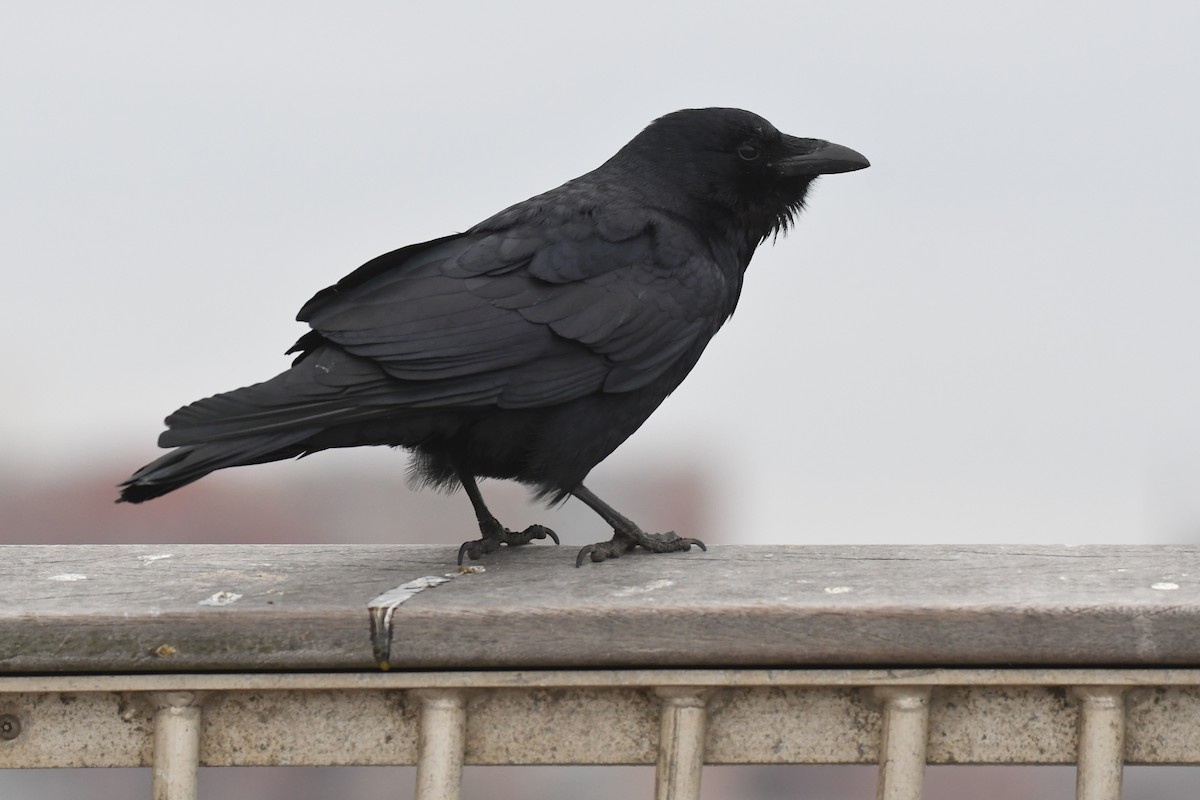 Fish Crow - ML633886132