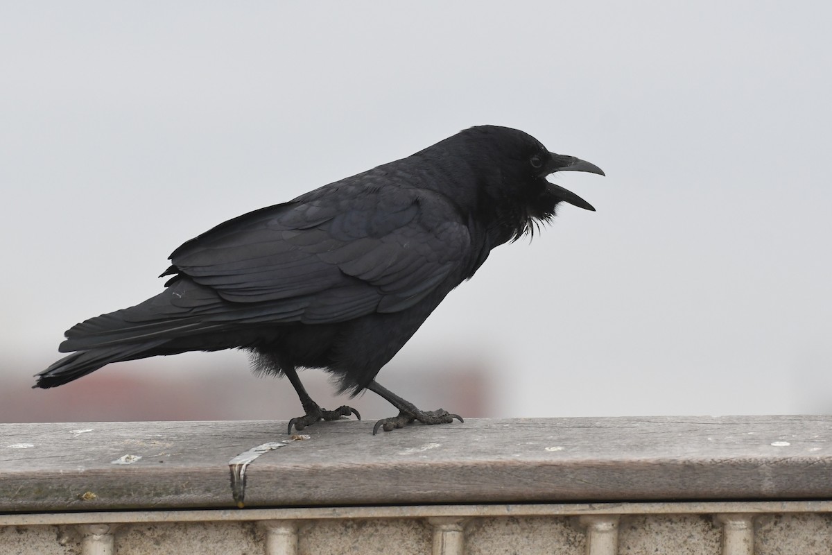 Fish Crow - ML633886133