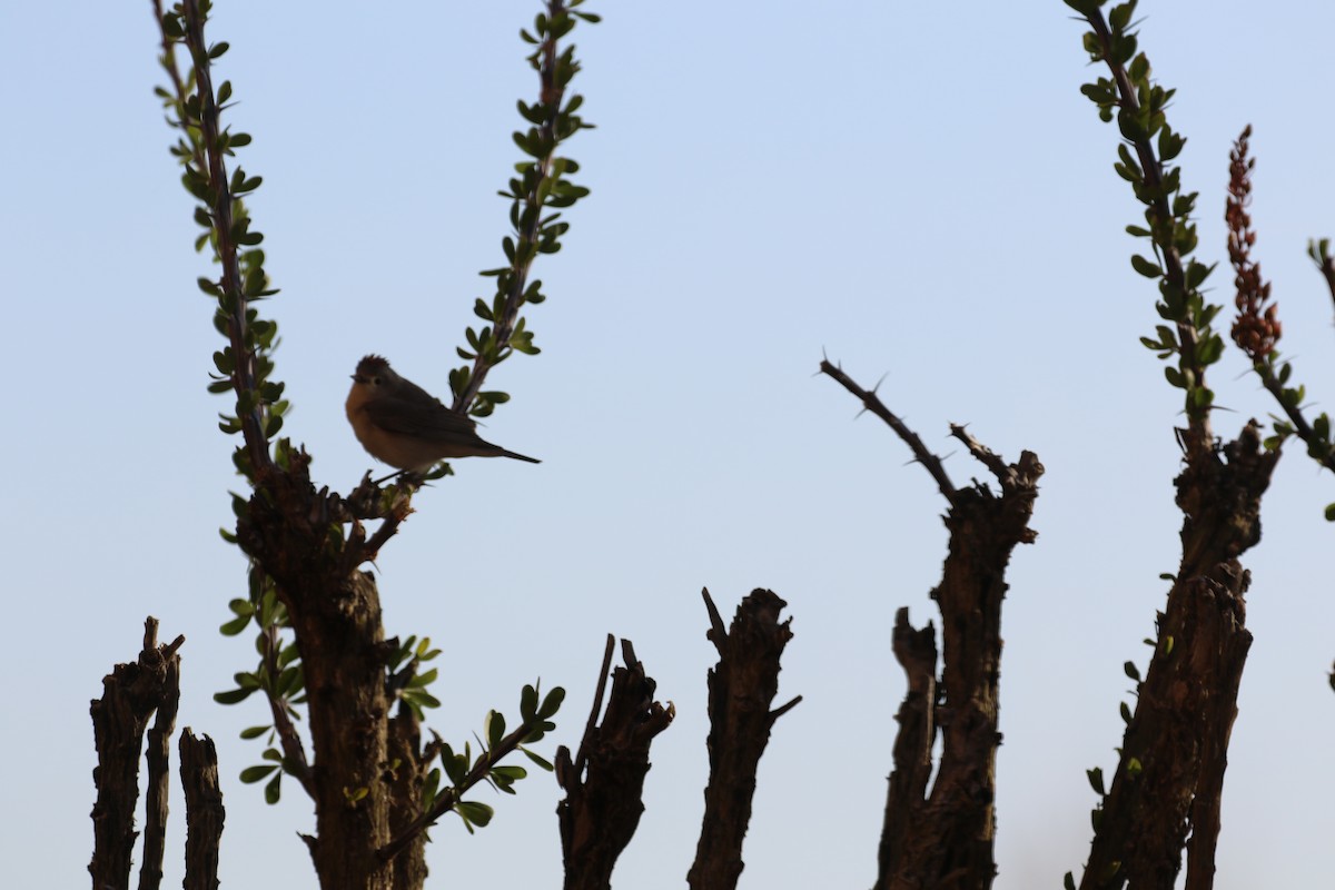 Lucy's Warbler - ML633886138