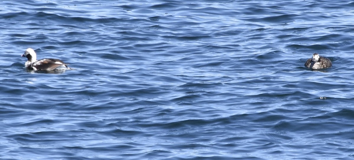 Long-tailed Duck - ML633886198