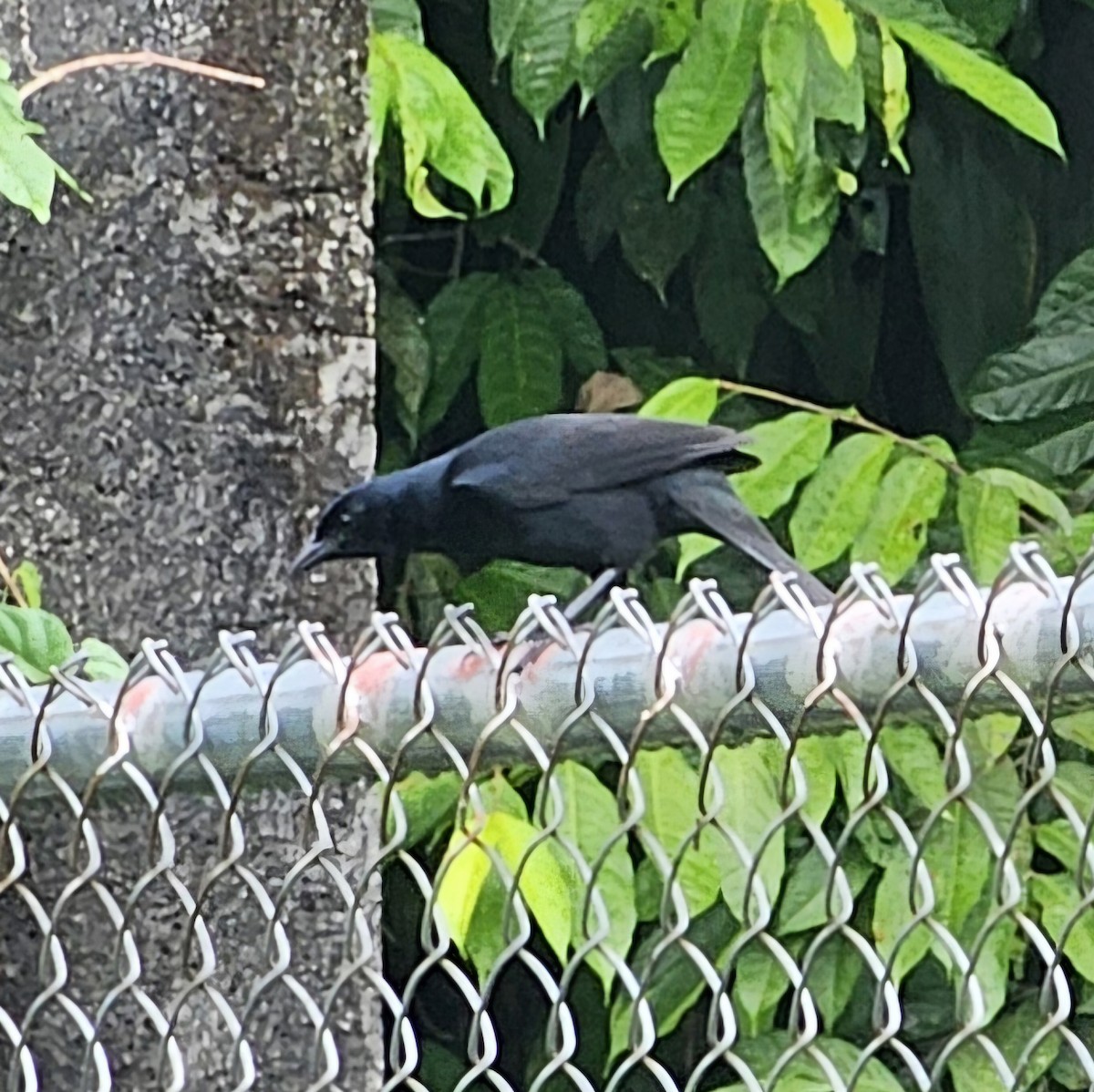 Melodious Blackbird - ML633886210