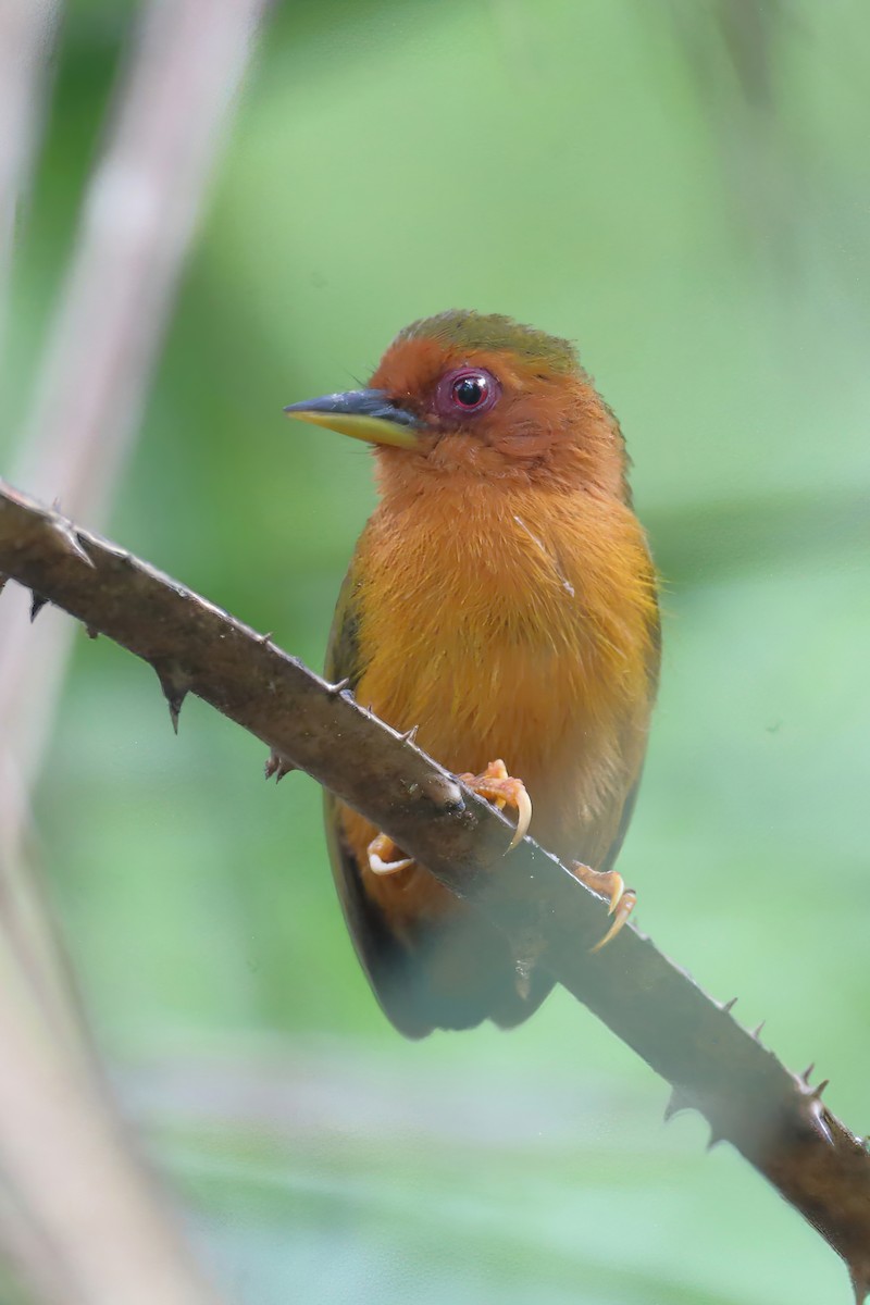 Rufous Piculet - ML633886225