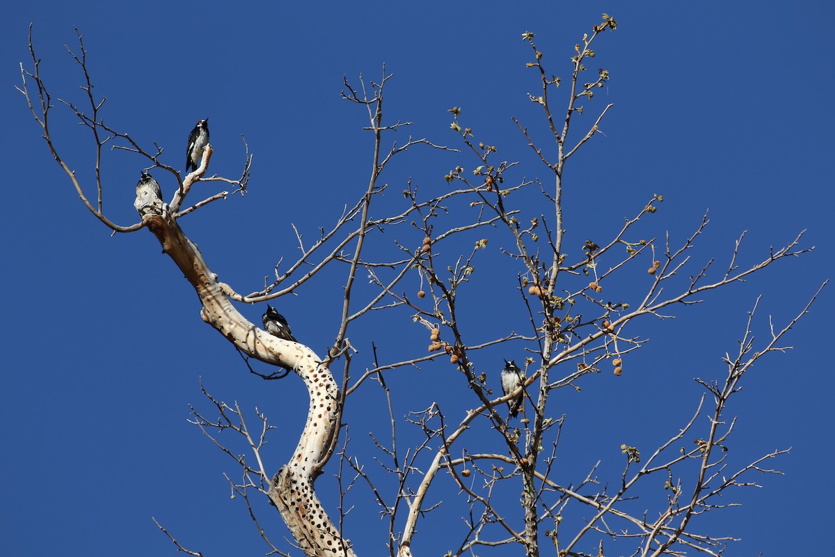 Acorn Woodpecker - ML633886244