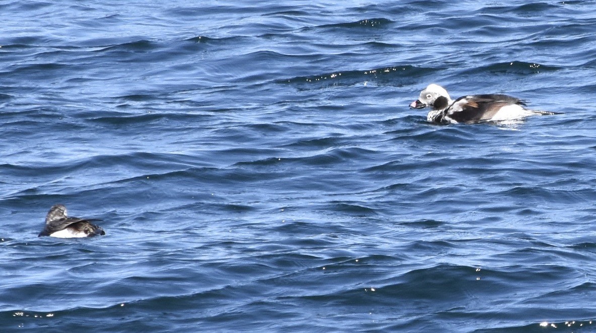Long-tailed Duck - ML633886253