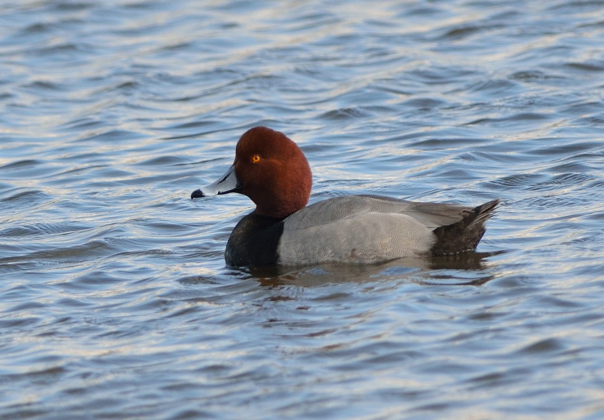 Redhead - ML633886274