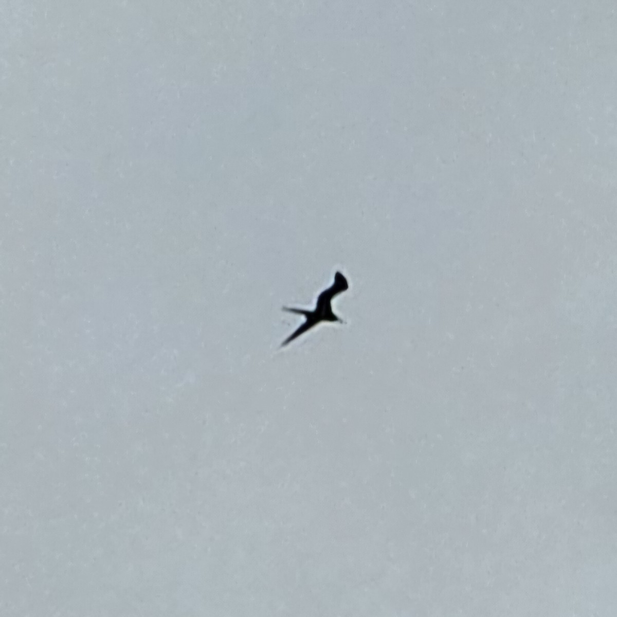 Magnificent Frigatebird - ML633886299