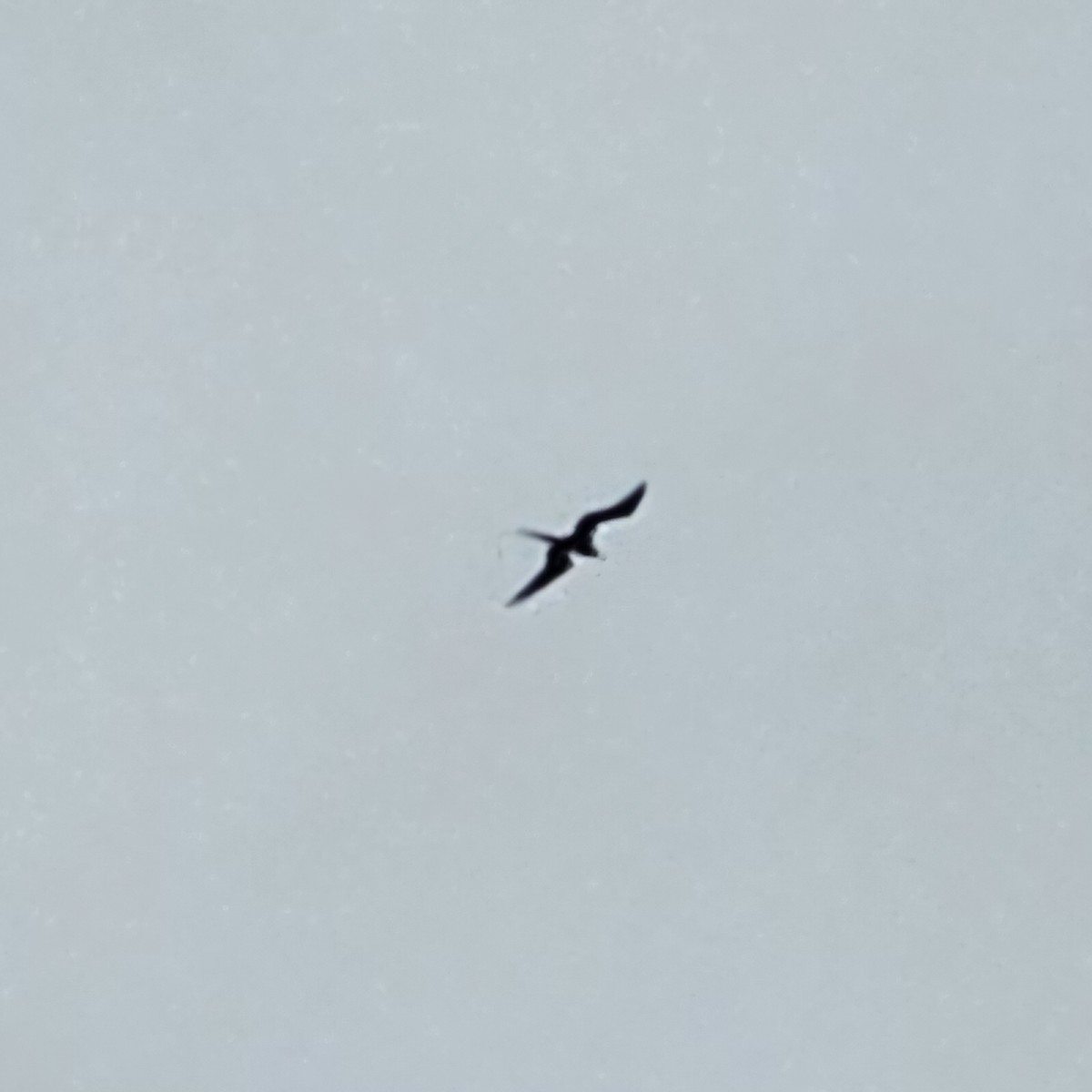 Magnificent Frigatebird - ML633886300