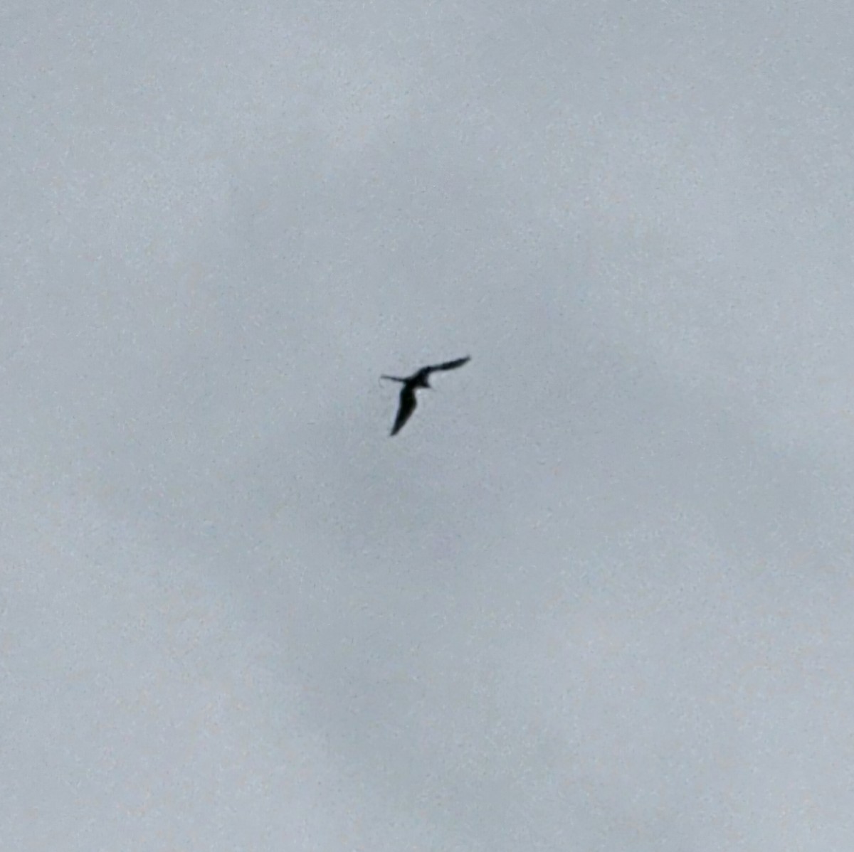 Magnificent Frigatebird - ML633886301