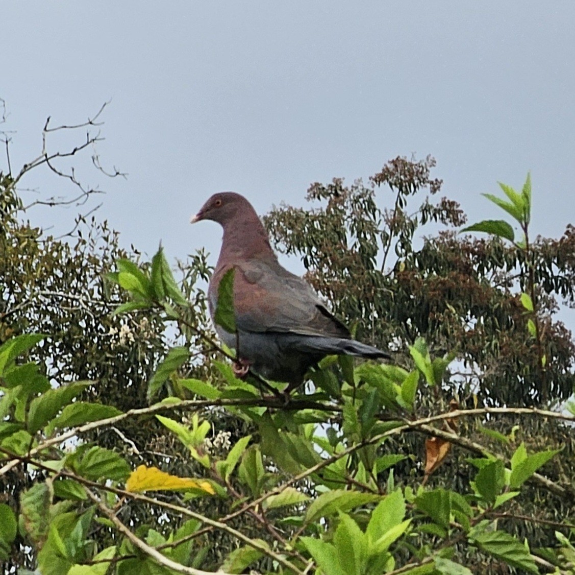 Red-billed Pigeon - ML633886326